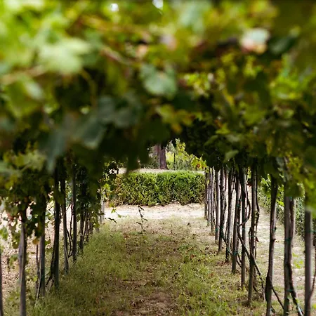 Boutique Wine - Dianella Vinci